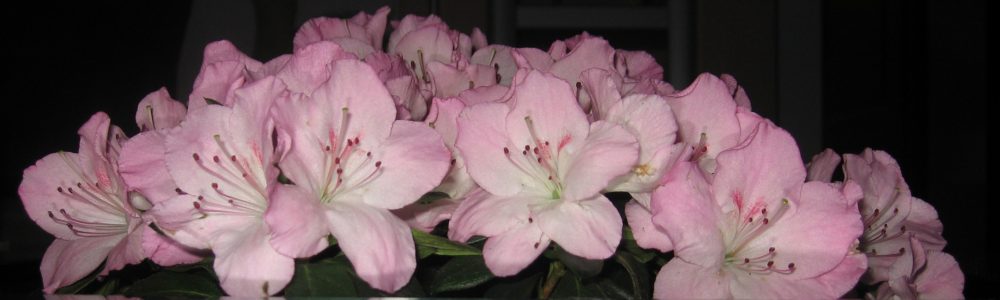 o smakach ze smakiem