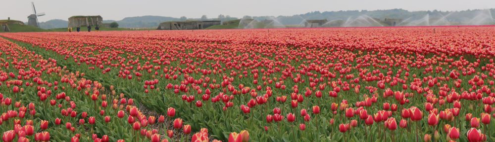 o smakach ze smakiem