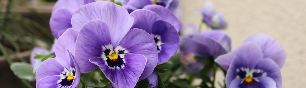 o smakach ze smakiem