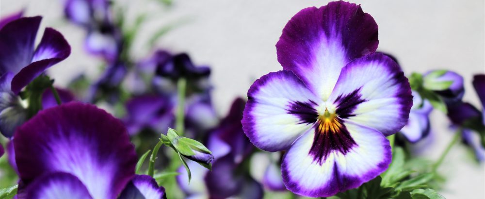 o smakach ze smakiem