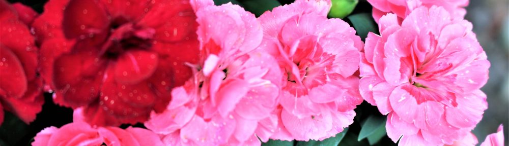 o smakach ze smakiem