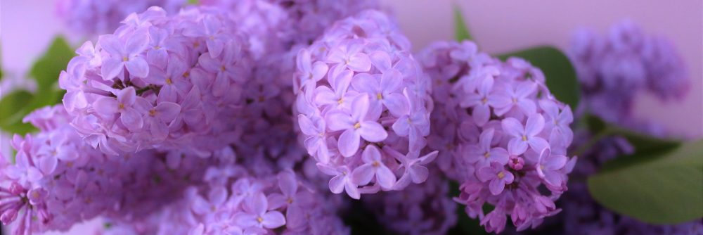 o smakach ze smakiem