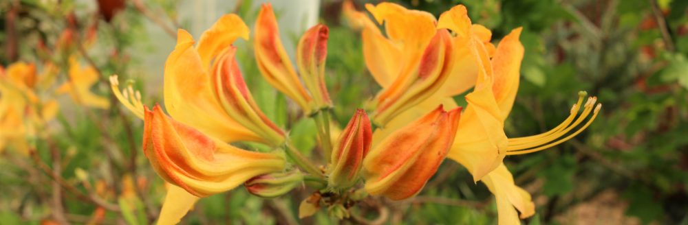 o smakach ze smakiem