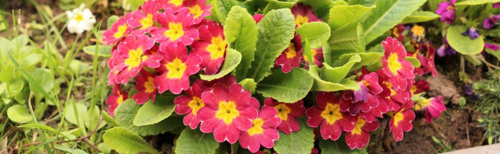 o smakach ze smakiem