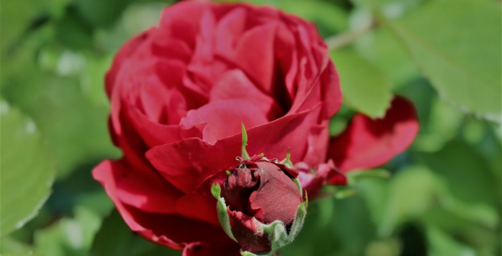 o smakach ze smakiem