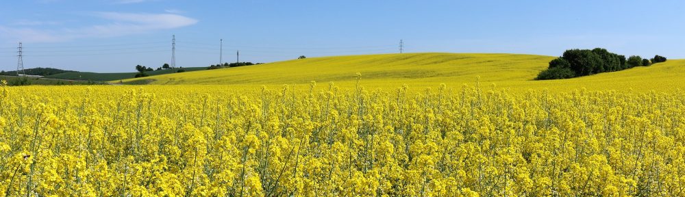 o smakach ze smakiem