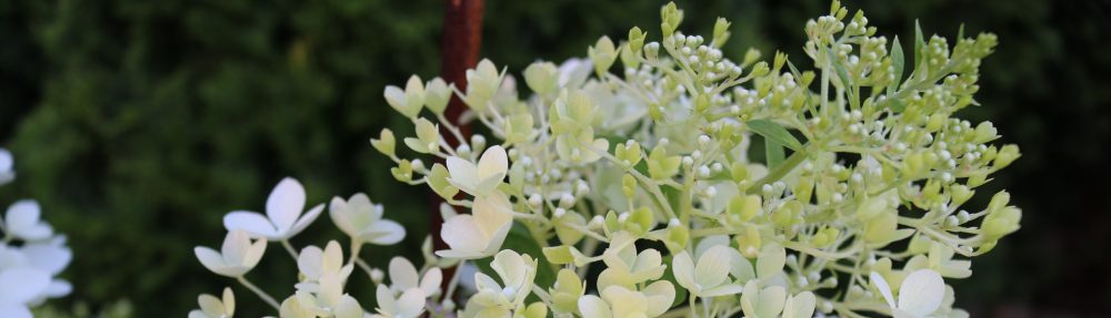 o smakach ze smakiem