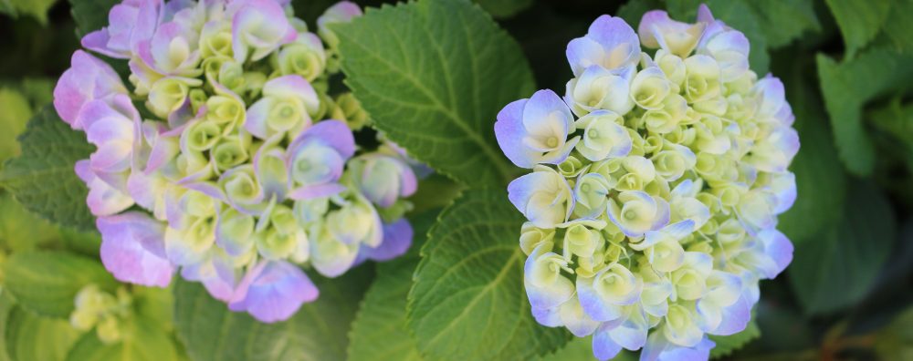 o smakach ze smakiem