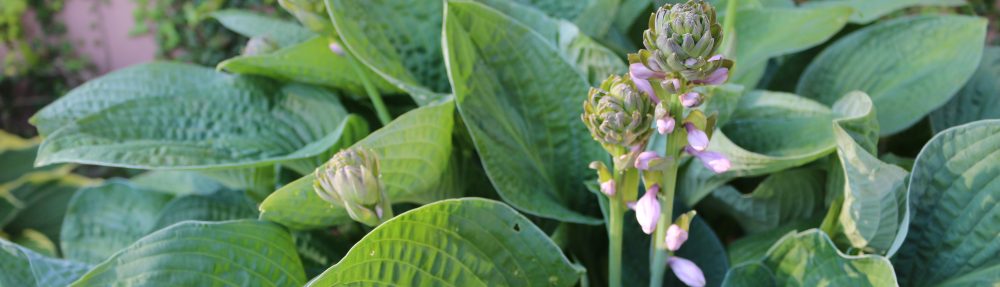 o smakach ze smakiem